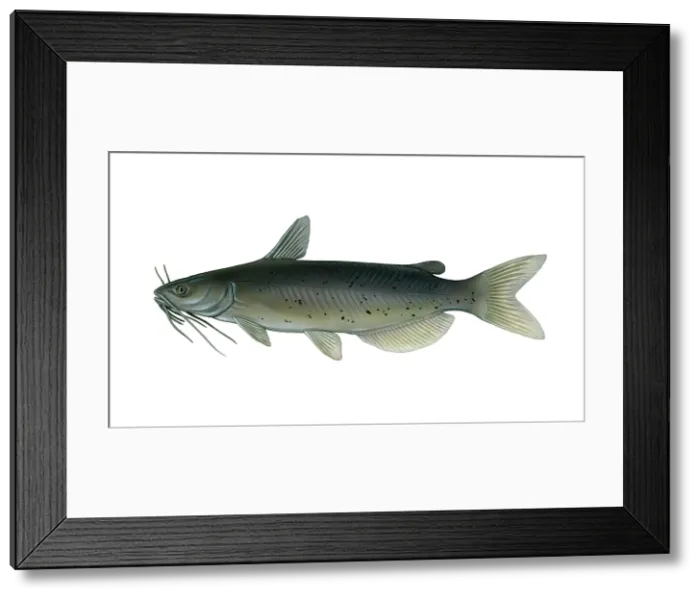 Framed Print : Channel Catfish Framed Print : Channel Catfish