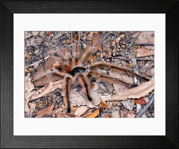 Framed Print : Chilean Hairy Tarantula