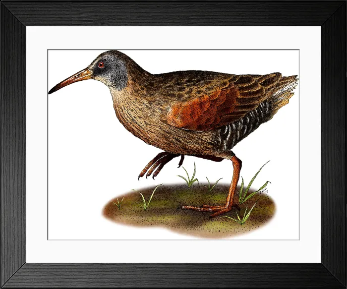 Framed Print : Virginia Rail Framed Print : Virginia Rail