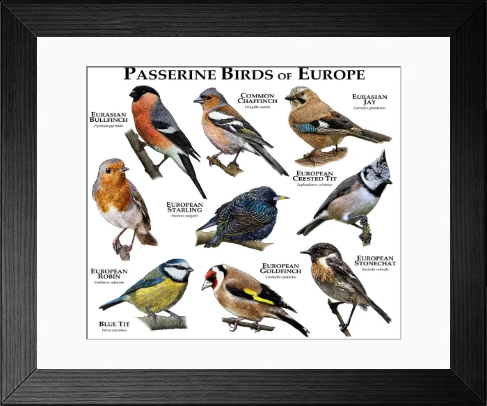 Framed Print : Passerine Birds of Europe