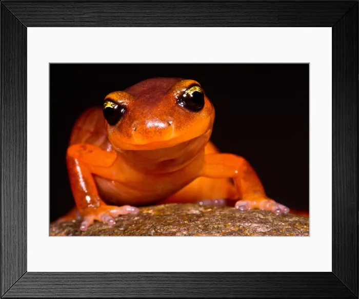 Framed Print : Yellow-eye Ensatina Salamander