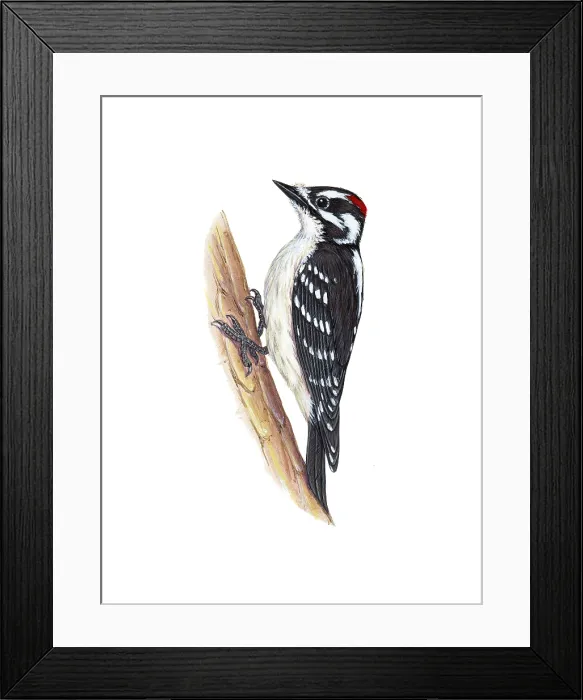 Framed Print : Downy Woodpecker