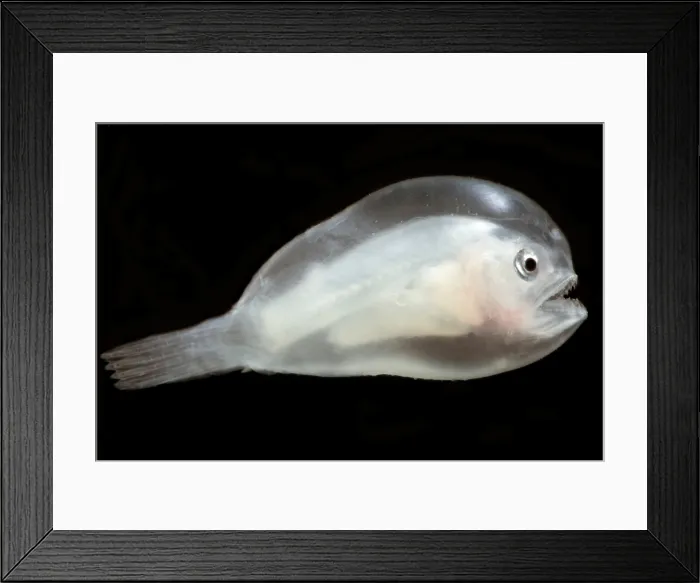 Framed Print : Larval female anglerfishes, Linophrynidae Framed Print : Larval female anglerfishes, Linophrynidae
