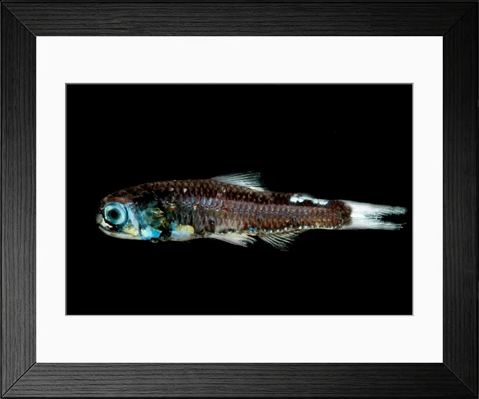 Framed Print : Soft Lanternfish Framed Print : Soft Lanternfish