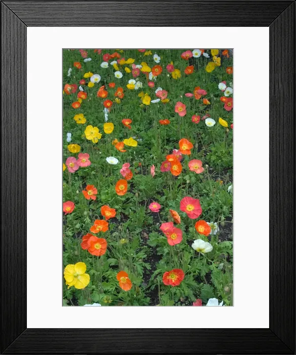 Framed Print : Iceland Poppy Framed Print : Iceland Poppy