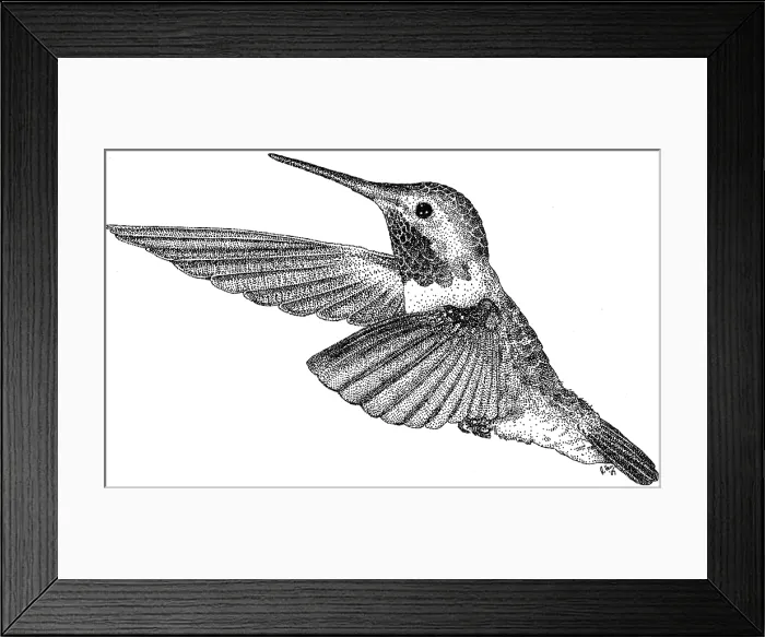 Framed Print : Broad Tailed Hummingbird