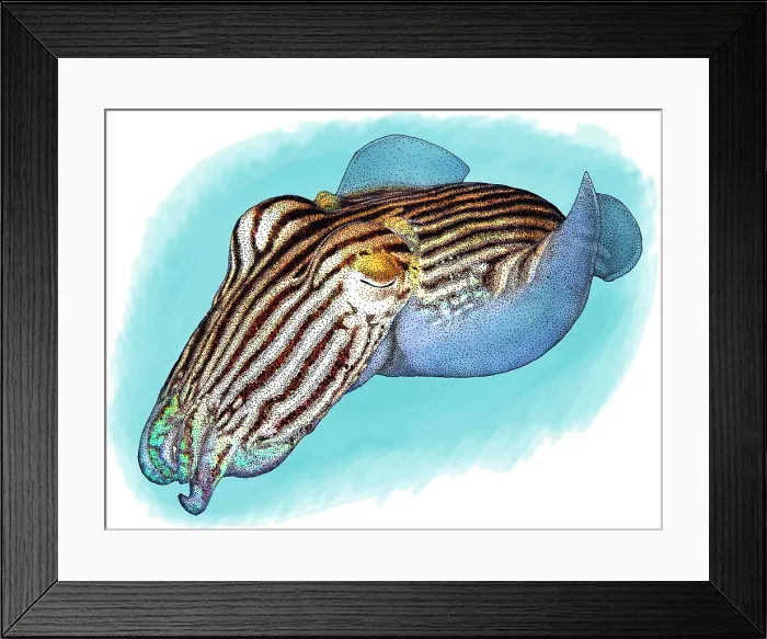 Framed Print : Striped pyjama squid