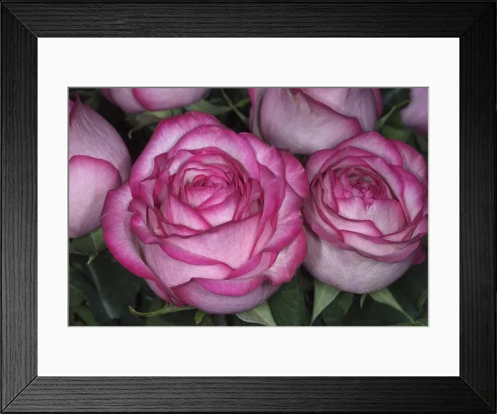 Framed Print : Bouquet of Pink Roses Framed Print : Bouquet of Pink Roses