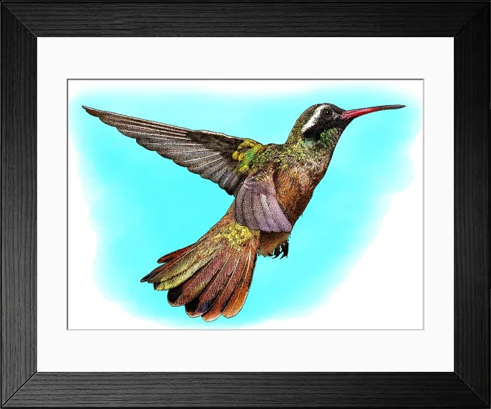 Framed Print : Xantus's Hummingbird, Illustration