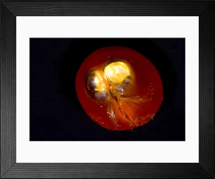 Framed Print : Giant Ostracod