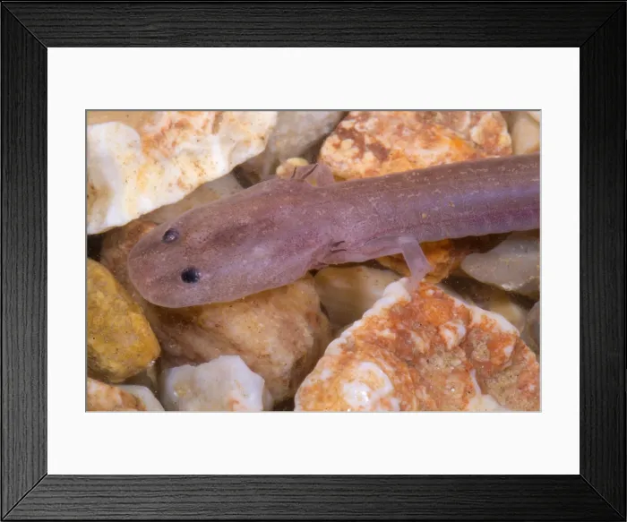 Framed Print : Ozark Blind Cave Salamander Framed Print : Ozark Blind Cave Salamander