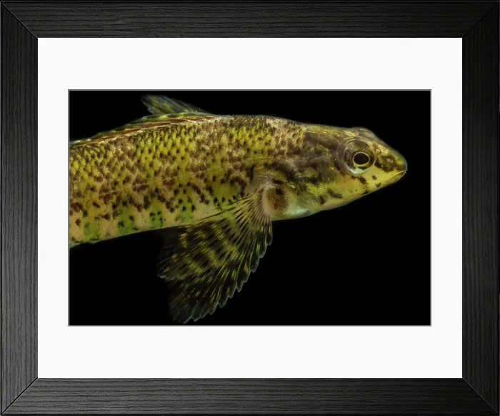 Framed Print : Banded Darter (Etheostoma zonale)
