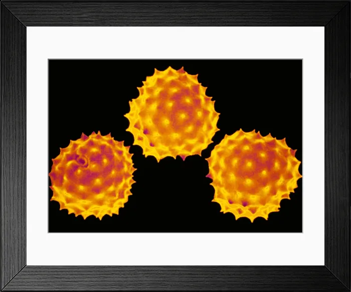 Framed Print : Ragweed pollen Framed Print : Ragweed pollen