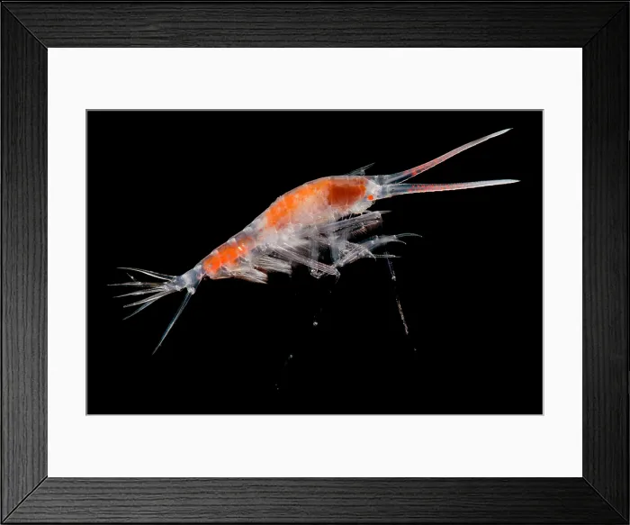 Framed Print : Mesopelagic Amphipod Framed Print : Mesopelagic Amphipod