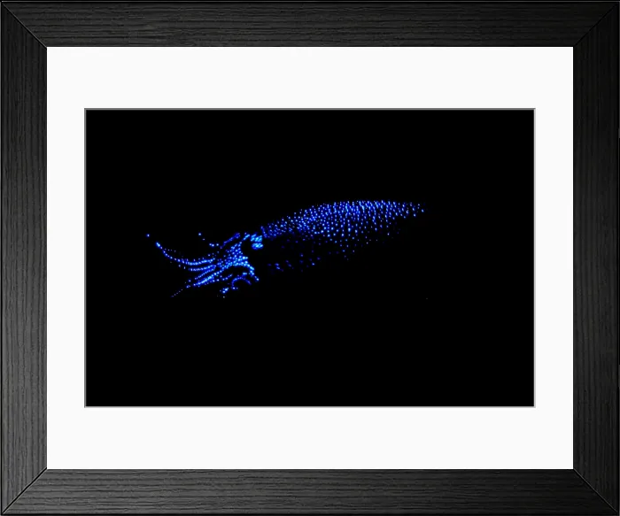 Framed Print : Firefly Squid Framed Print : Firefly Squid