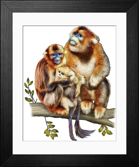 Framed Print : Golden snub nosed monkeys Framed Print : Golden snub nosed monkeys