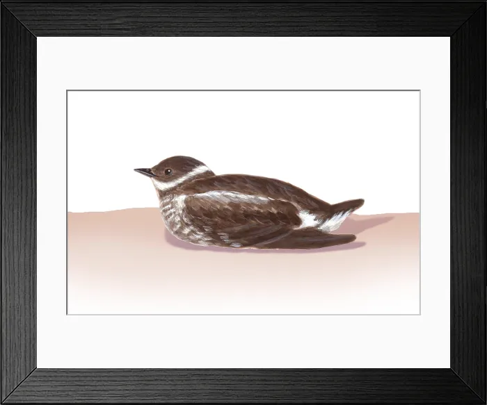 Framed Print : Murrelet. Illustration of a Murrelet, a small, chunky bird in the genus Brachyramphus Framed Print : Murrelet. Illustration of a Murrelet, a small, chunky bird in the genus Brachyramphus