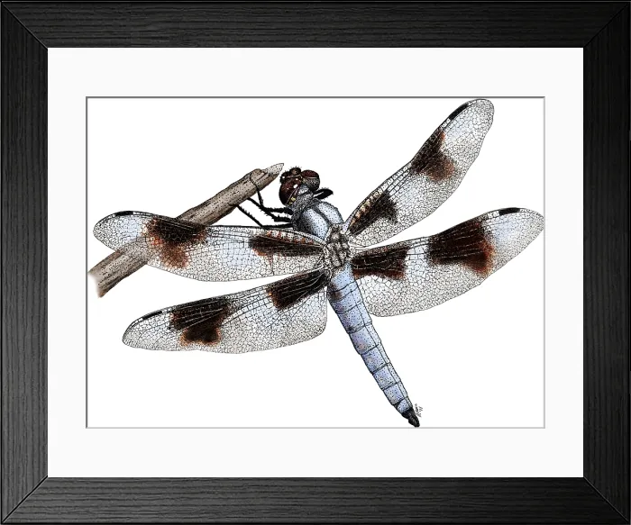 Framed Print : Eight-Spotted Skimmer Dragonfly