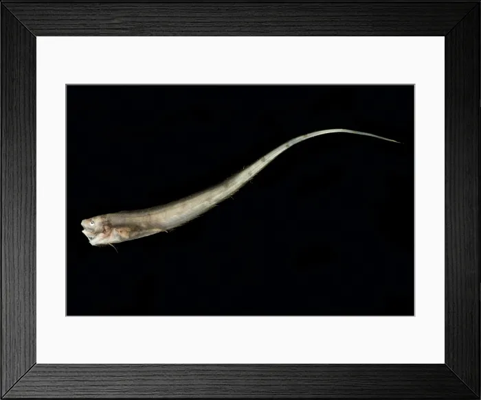 Framed Print : Slender Cusk Eel (Porogadus miles)