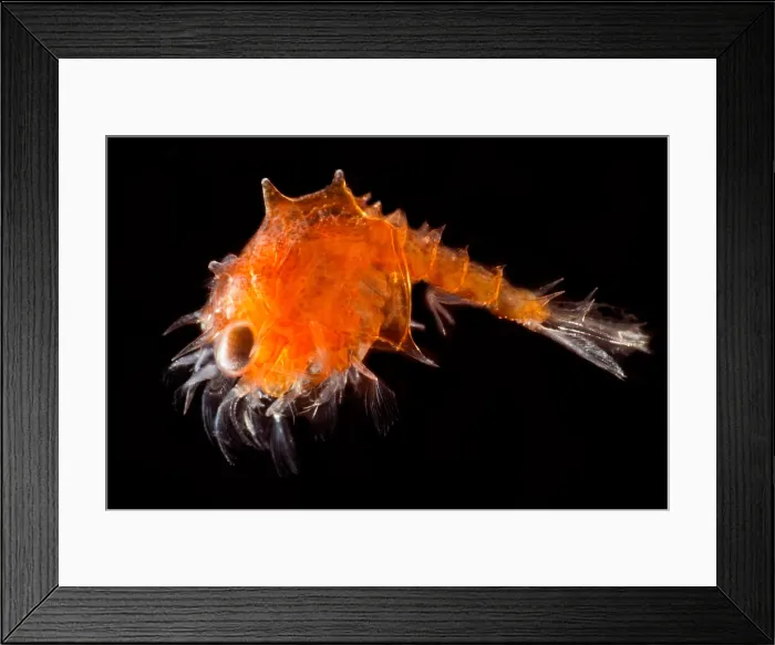 Framed Print : Larval Shrimp, mysis stage Framed Print : Larval Shrimp, mysis stage