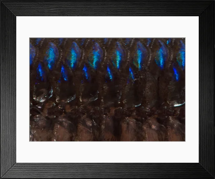 Framed Print : Lanternfish (Myctophum asperum) Framed Print : Lanternfish (Myctophum asperum)