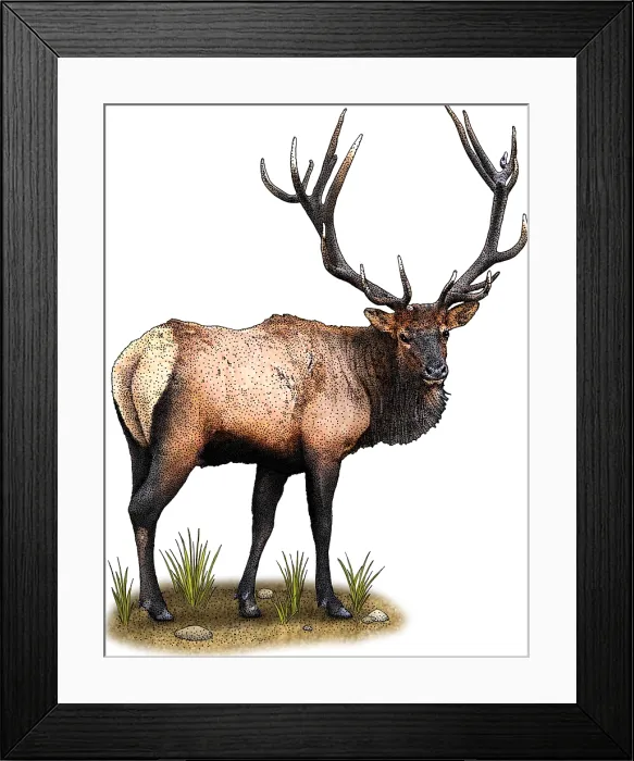 Framed Print : Roosevelt Elk Framed Print : Roosevelt Elk