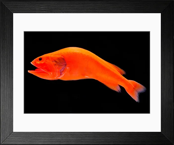 Framed Print : Velvet Whalefish (Barbourisia rufa) Framed Print : Velvet Whalefish (Barbourisia rufa)