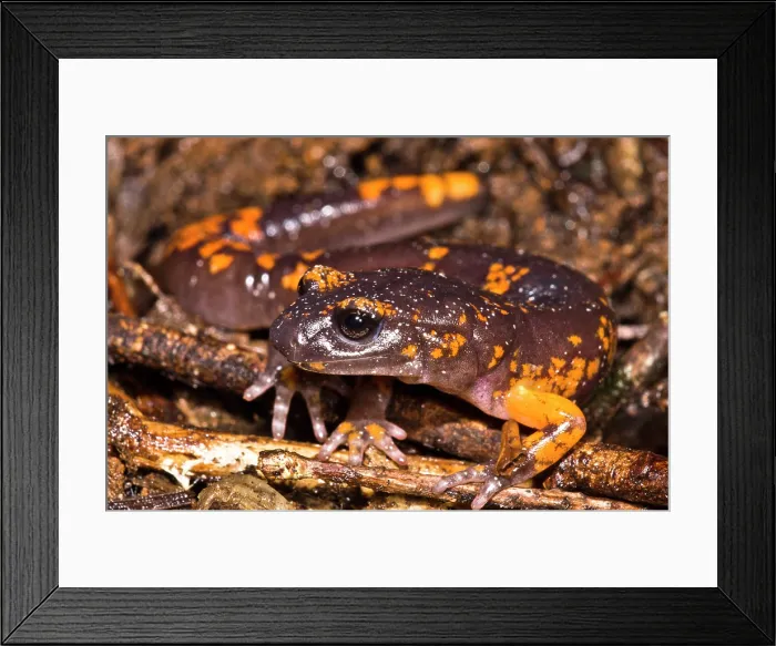 Framed Print : Intergrade Ensatina Salamander Framed Print : Intergrade Ensatina Salamander