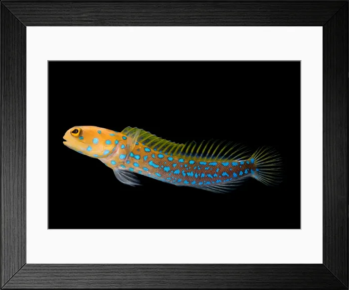 Framed Print : Bluespot Jawfish