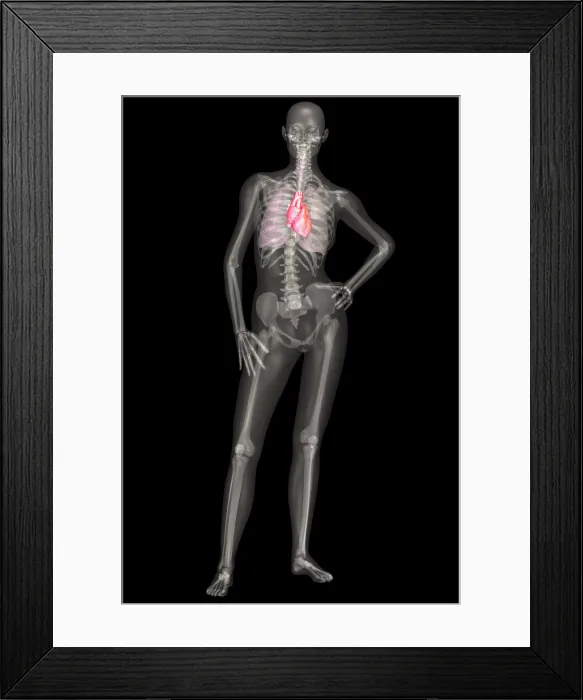 Framed Print : Human Skeleton and Organ Systems Framed Print : Human Skeleton and Organ Systems