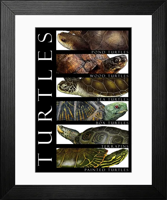 Framed Print : Turtles, Poster Framed Print : Turtles, Poster