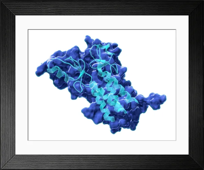 Framed Print : BRCA1, Molecular Model Framed Print : BRCA1, Molecular Model