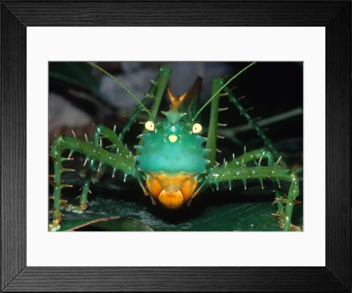 Framed Print : Thorny Devil Katydid Framed Print : Thorny Devil Katydid