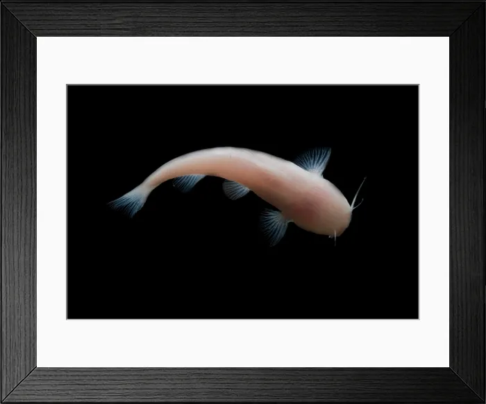 Framed Print : Mexican Blindcat Framed Print : Mexican Blindcat