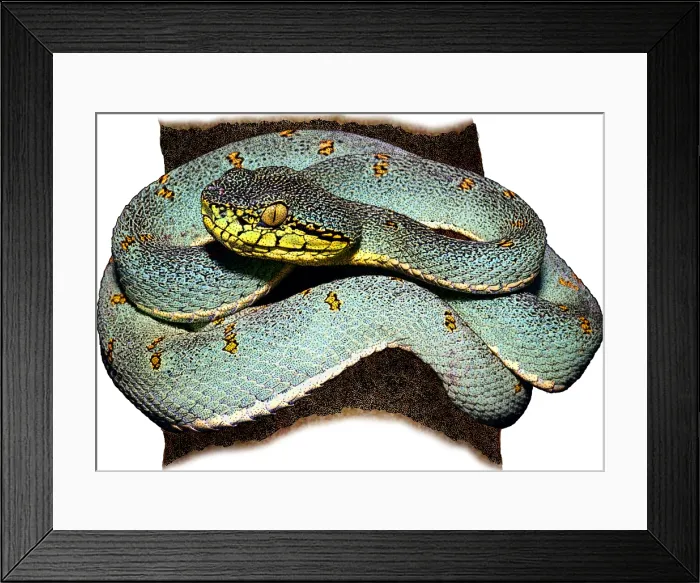 Framed Print : Two-striped Forest-pitviper, Illustration