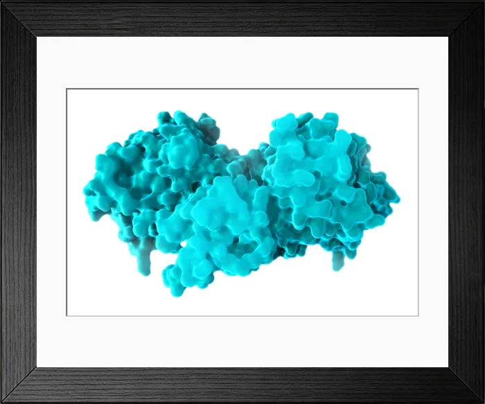Framed Print : B-Raf Protein, Molecular Model Framed Print : B-Raf Protein, Molecular Model