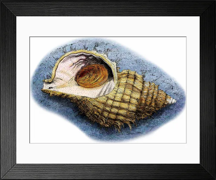 Framed Print : Oregon hairy triton