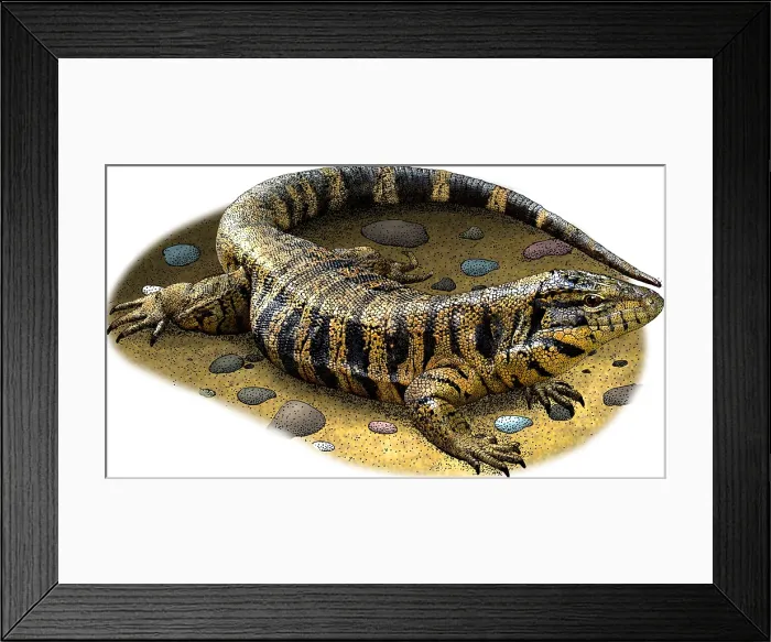 Framed Print : Golden Tegu Framed Print : Golden Tegu