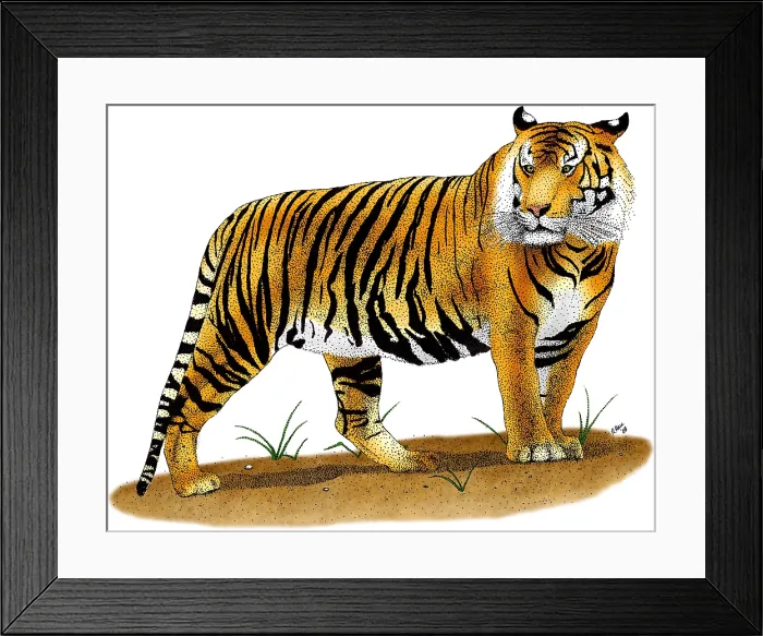 Framed Print : Sumatran Tiger Framed Print : Sumatran Tiger