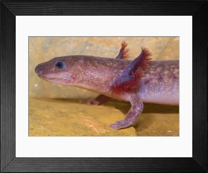 Framed Print : Spring Salamander Framed Print : Spring Salamander