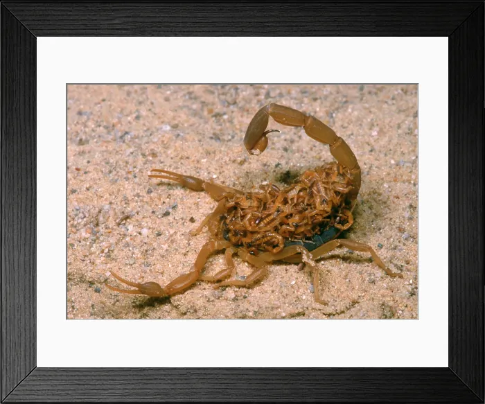 Framed Print : Striped Scorpion carrying babies on back Framed Print : Striped Scorpion carrying babies on back