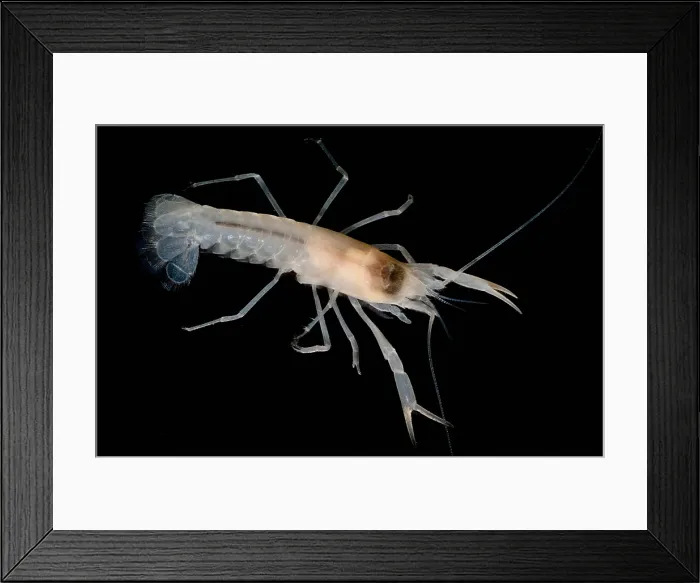 Framed Print : Prickly cave crayfish Framed Print : Prickly cave crayfish