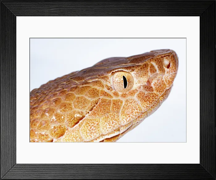 Framed Print : Copperhead, Agkistrodon contortrix Framed Print : Copperhead, Agkistrodon contortrix
