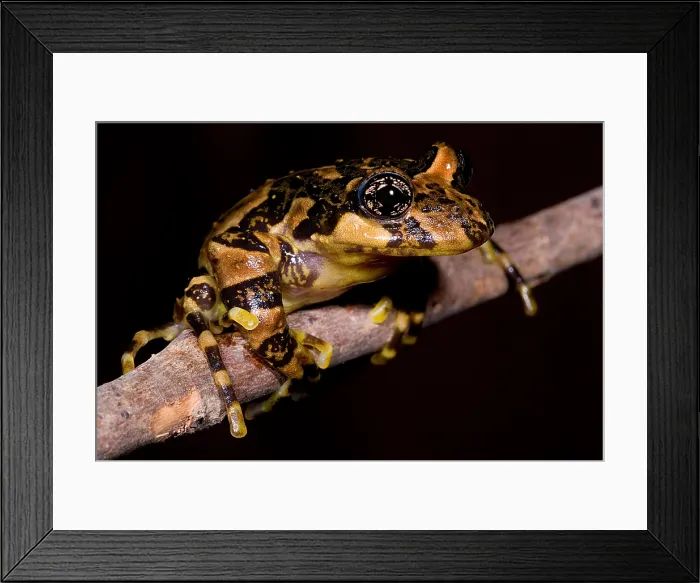 Framed Print : Marbled Wood Frog Framed Print : Marbled Wood Frog