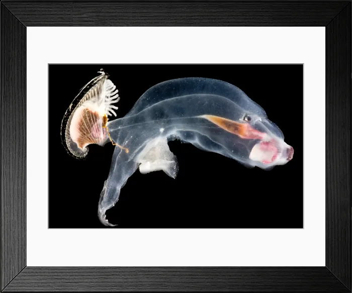 Framed Print : Heteropod Mollusk Framed Print : Heteropod Mollusk