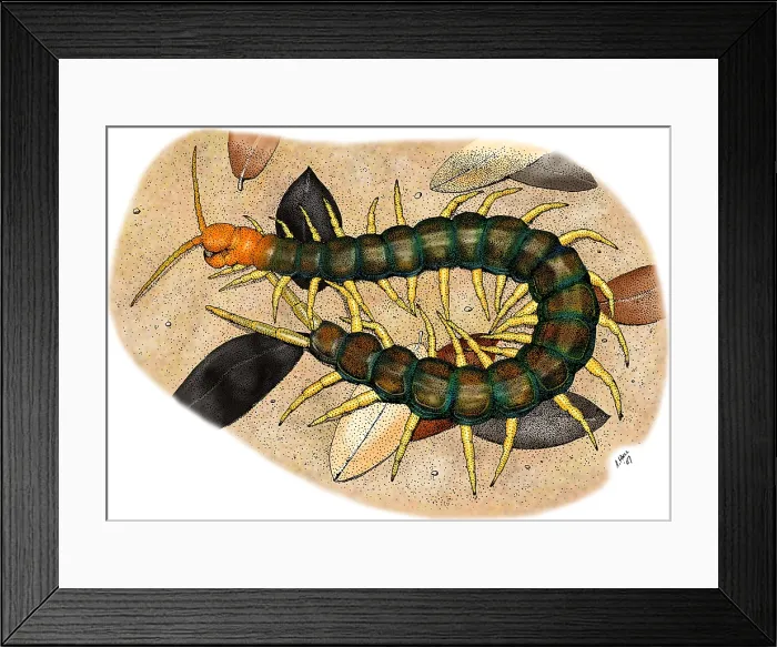 Framed Print : Giant Red Headed Centipede Framed Print : Giant Red Headed Centipede