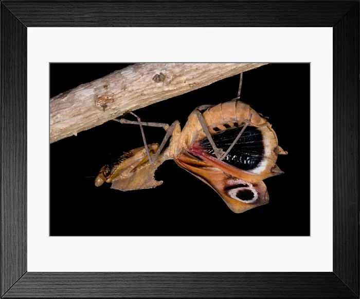 Framed Print : Dead Leaf Mantis Framed Print : Dead Leaf Mantis