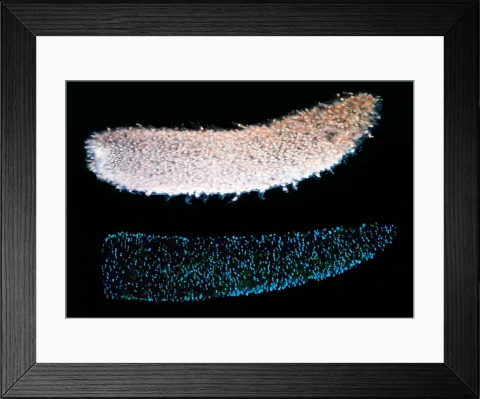 Framed Print : Pyrosome (Pyrosoma sp.) Framed Print : Pyrosome (Pyrosoma sp.)