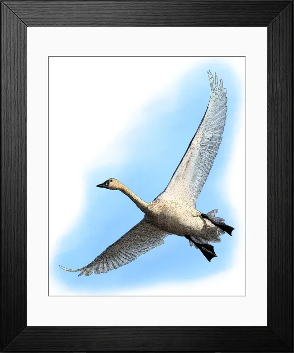 Framed Print : Tundra Swan, Cygnus columbianus, Illustration Framed Print : Tundra Swan, Cygnus columbianus, Illustration