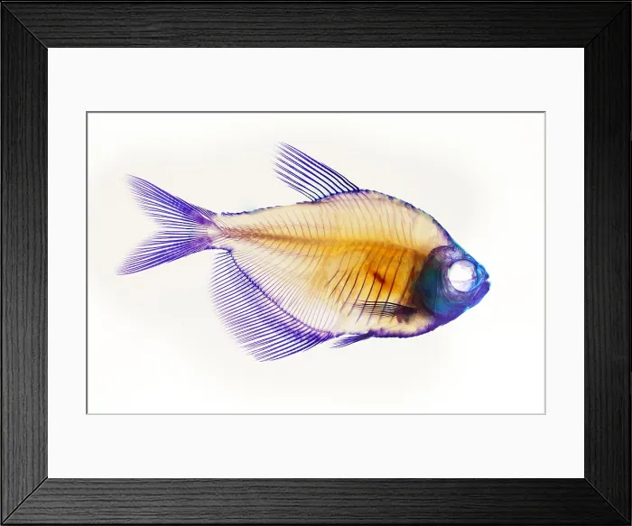 Framed Print : Fish Skeleton Framed Print : Fish Skeleton